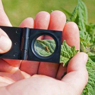 Crop,Scouting,In,Integrated,Pest,Management Crop,Scouting,In,Integrated,Pest,Management
